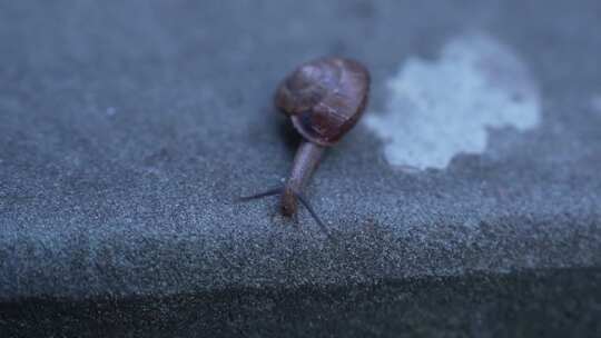 蜗牛爬行特写素材