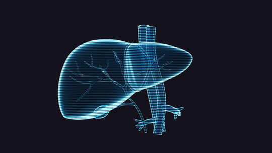 肝脏器官与生物医学循环动画3D渲染