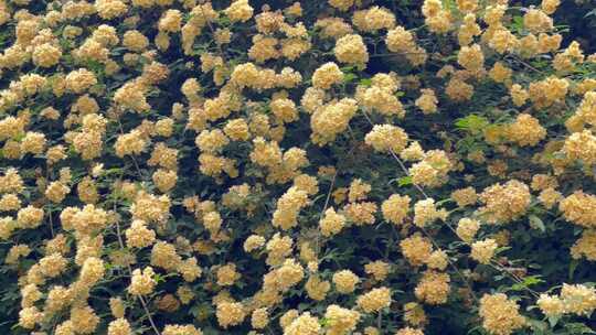 实拍木香花