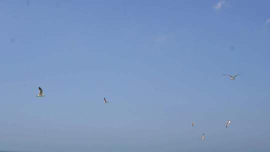 海鸥海鸟自由飞翔