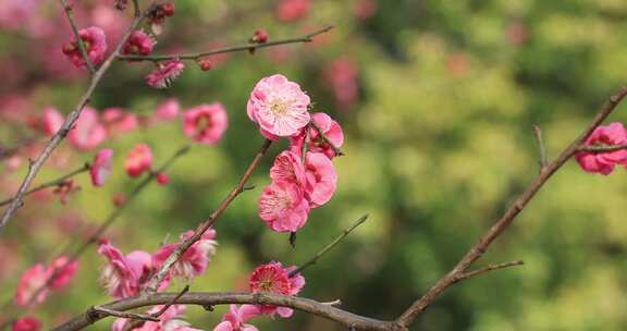 唯美阳光轻轻摇摆梅花 立春花开万物复苏