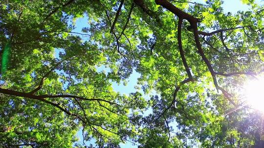 夏日逆光绿色小清晰阳光穿透树叶视频素材