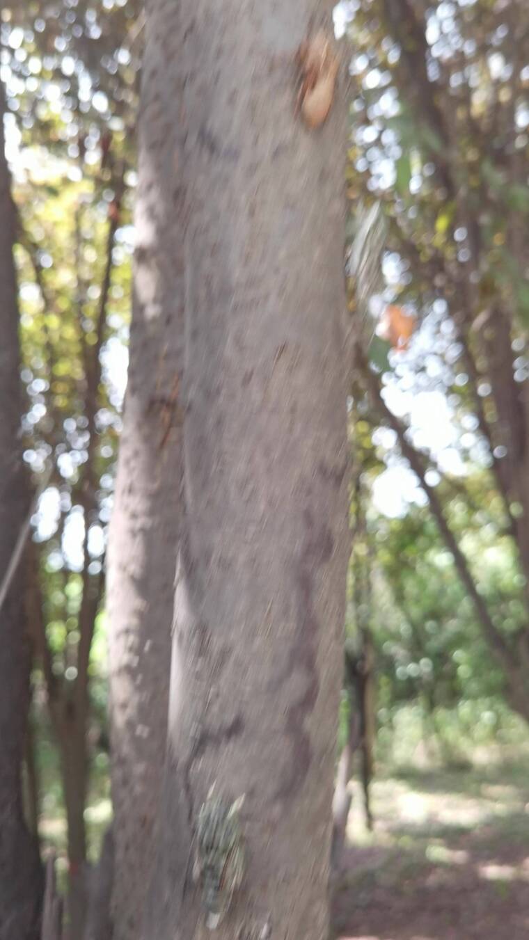 4K高清实拍盛夏高温树干上的蝉鸣叫