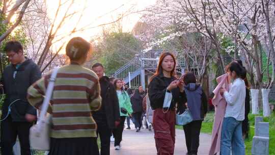 南京玄武区玄武湖景区古鸡鸣寺游客观赏樱花