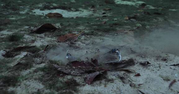 海底下的螃蟹