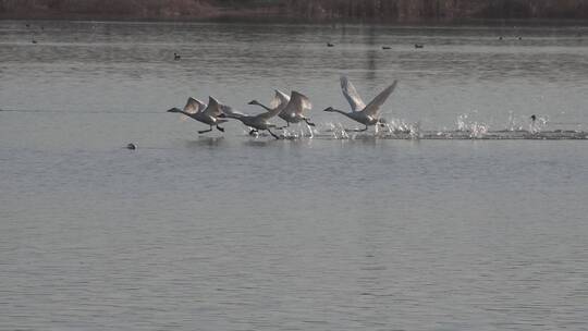 湖泊湿地白天鹅水面起飞翱翔2视频素材模板下载