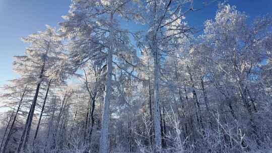 雪原松林雾凇风景