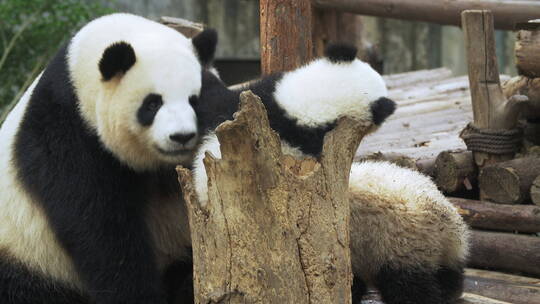 大熊猫一家一起玩耍幼崽好可爱视频素材模板下载
