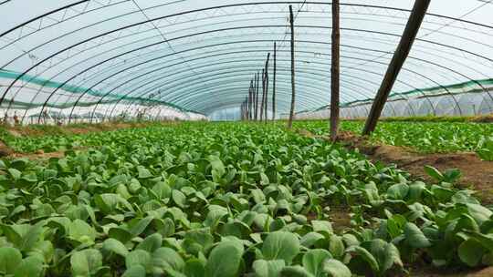 大棚油菜种植视频素材模板下载