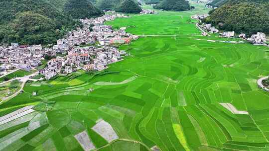 4k航拍夏日稻田 美丽乡村景色