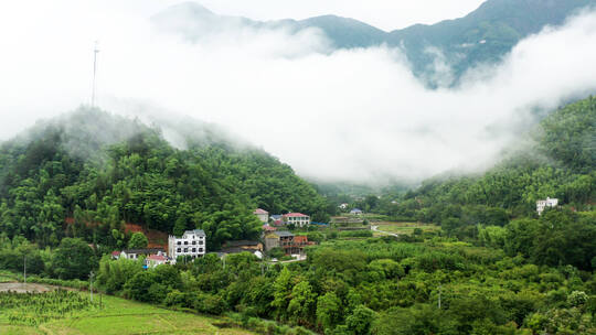 夏日风光雨后森林的云海