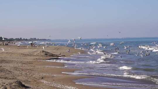 海边沙滩成群的海鸥起飞