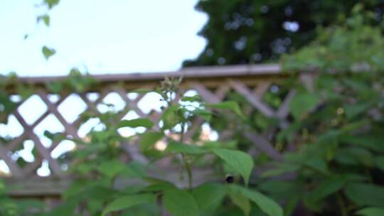 大黄蜂在花骨朵上采蜜