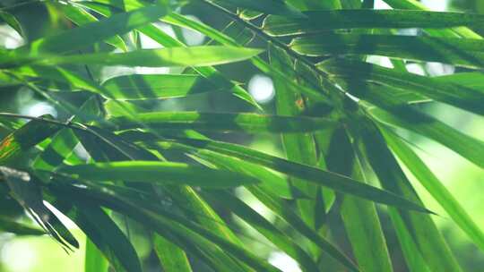 阳光下江南园林竹子竹叶逆光的炫光光影