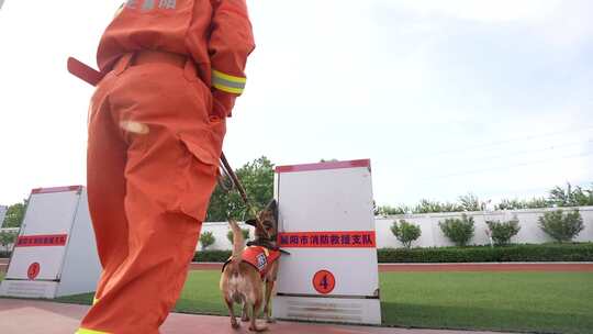 消防搜救犬视频素材模板下载