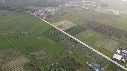 绿油油的稻田航拍