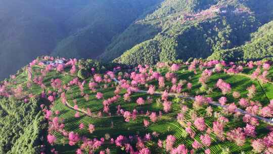 云南大理无量山樱花谷冬樱花和茶园茶树航拍