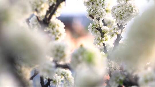 春天盛开的苹果树花