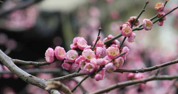 唯美园林梅花盛开古建筑意境