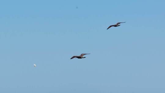 慢动作海鸥翱翔蓝色海面碧海蓝天海鸥飞翔