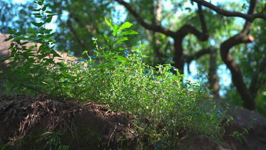 园林建筑风景 杭州西湖 宝石山 保俶塔