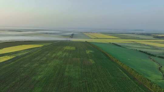 航拍夏日垦区农田油菜花田野晨景