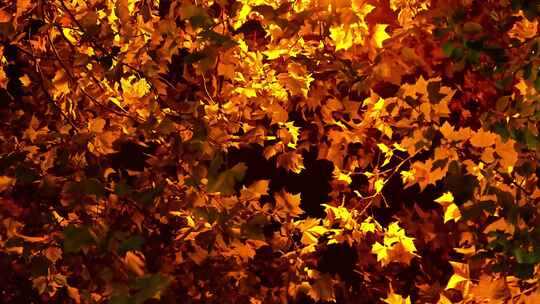 城市夜晚落叶梧桐