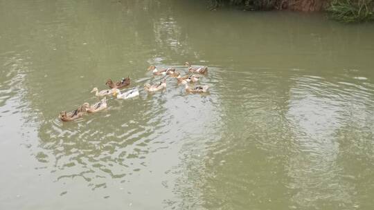 实拍溪流流水鸭子船只