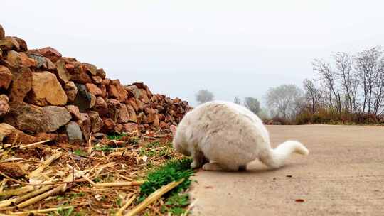 农村猫白猫流浪猫实拍