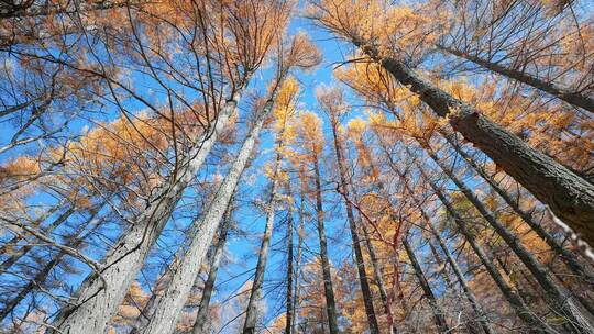 唯美秋天森林针叶林自然风景秋色视频素材模板下载