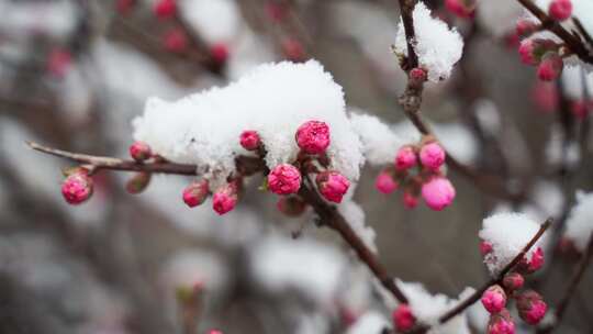 雪落在花上特写