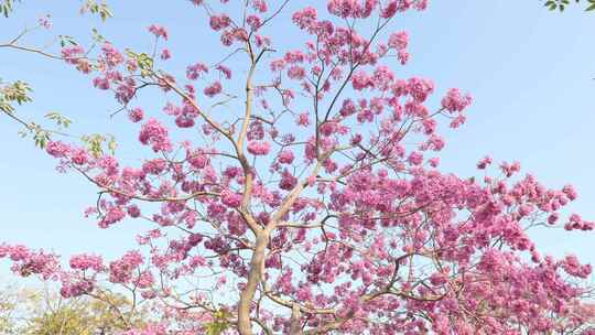 紫花风铃木