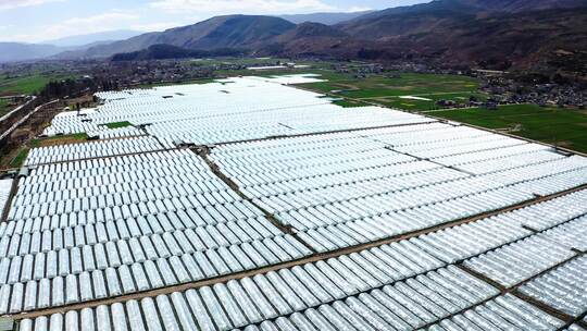 现代农业大棚蔬菜