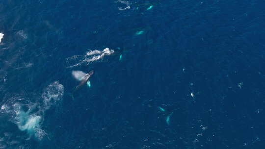 座头鲸在萨马纳的罗夸尔斯群中突破的高空鸟