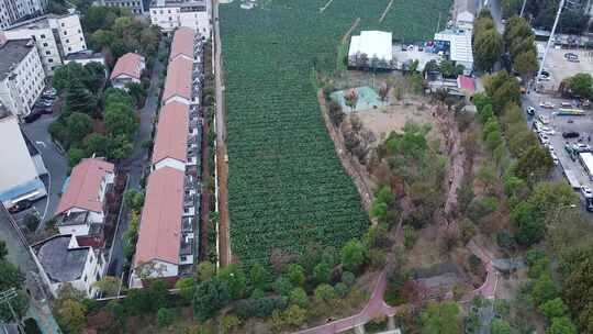 洪山菜薹原产地航拍