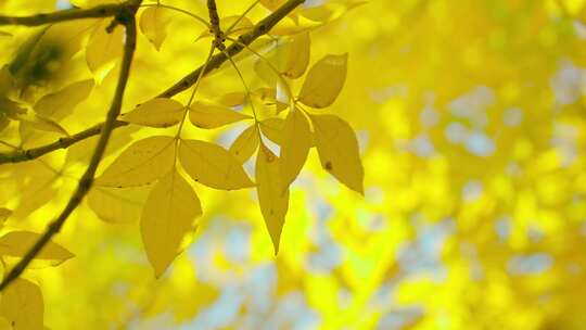 秋天仰拍金黄色的树叶特写
