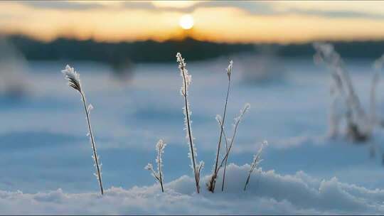 雪地里的阳光与生机合集