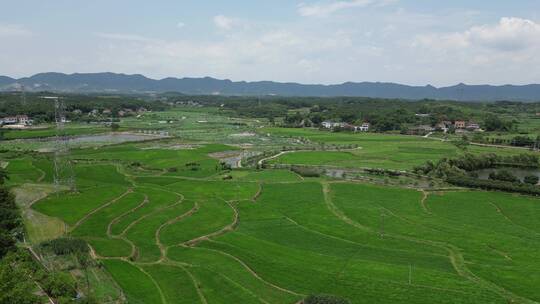 航拍一望无际绿色田园美丽乡村