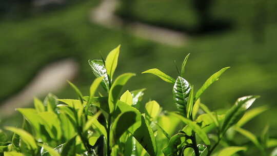 特写茶叶春茶园风光绿茶龙井春天新茶嫩芽