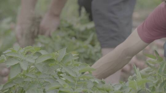 土豆种植收获土豆LOG视频素材视频素材模板下载