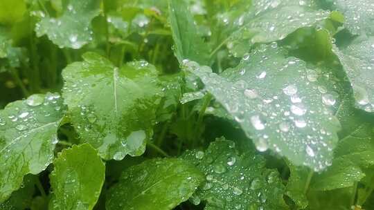 菜花小黄花寒风中摇曳微距水珠水珠摇晃