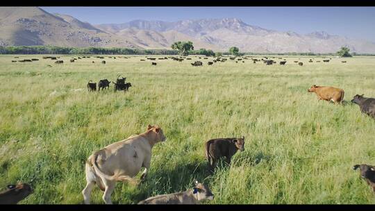 无人机航拍下草原上的牛