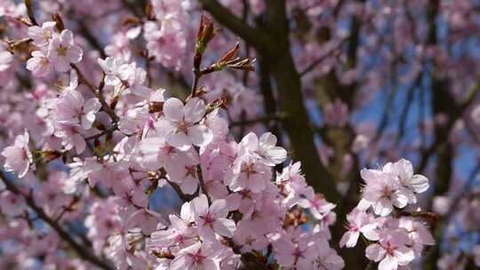 春天盛开的杏花梅花花开