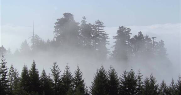 晨间森林云雾