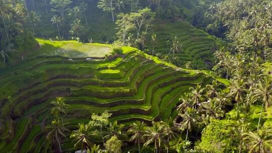 巴厘岛的绿色水稻梯田