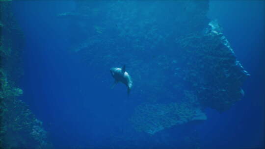 一只在珊瑚礁上游泳的大鲨鱼
