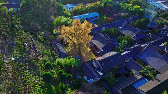 西安古观音禅寺千年银杏树视频素材模板下载