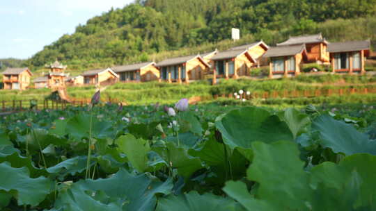 荷花池边的特色木屋建筑群