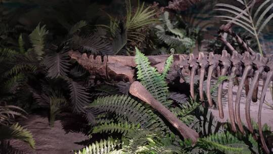 骨架化石恐龙考古
