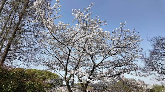 一棵樱花树